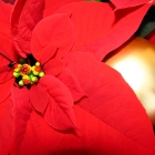 Weihnachtsstern rot, der Klassiker