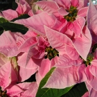 Weihnachtsstern / Euphorbia pulcherrima in Farben