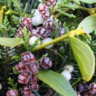 Gro&szlig;e Auswahl an frischen Zweigen f&uuml;r Deko &amp; Advent-Diy / Do it yourself