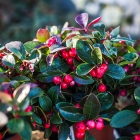 Rebhuhnbeere / Gaultheria Winter Pearls