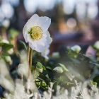 Schneerose / Helleborus HCG Wintergold