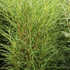 Farnbl&auml;ttriges Pulverholz / Rhamnus frangula Fine Line