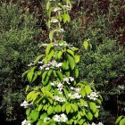 Pyramiden-Schneeball / Viburnum plicatum Kilimanjaro