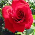 Kletterrose Amadeus / Rosa Hybride Amadeus