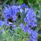 Blaue Bartblume / Caryopteris clandonensis Heavenly Blue.