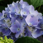 Blaue Bauernhortensie / Hydrangea macrophylla Endless Summer Blue