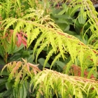 Geschlitzbl&auml;ttriger Gold-Essigbaum / Rhus typhina Tiger Eyes