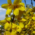 Goldgl&ouml;ckchen Goldrausch / Forsythia x intermedia Goldrausch