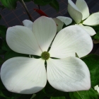 Gro&szlig;blumiger Japanischer Blumen-Hartriegel / Cornus kousa Venus