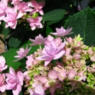 Gef&uuml;llte Tellerhortensie You &amp; Me / Hydrandea macrophylla You &amp; Me Romance