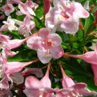 Rosa Zwerg-Weigelie / Weigela florida Pink Poppet