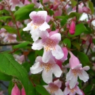 Perlmuttstrauch / Kolkwitzia amabilis