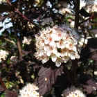 Rotbl&auml;ttrige Blasenspiere / Physocarpus opulifolius Diabolo