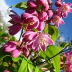 Erdbeerduftender Sternchenstrauch / Deutzia x hybrida Strawberry Fields