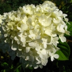 Rispenhortensie Phantom / Hydrangea paniculata Phantom