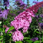 Sommerflieder Pink Delight / Buddleja davidii Pink Delight