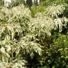 Wei&szlig;bunter Etagenhartriegel / Cornus alternifolia Variegata