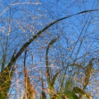 Rutenhirse / Panicum
