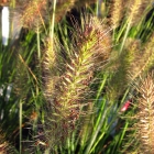 Lampenputzergras / Pennisetum compr. Hameln