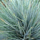 Blauschwingel / Festuca cinerea