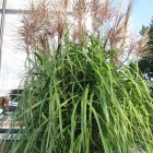 Chinaschilf / Misanthus sin. Rotsilber