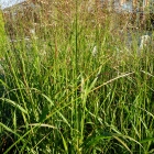 Rutenhirse / Panicum in Sorten
