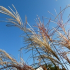 Chinaschilf / Miscanthus sin. Kleine Font&auml;ne