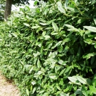 Liguster / Ligustrum vulgare Atrovirens