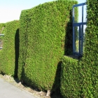 Lebensbaum / Thuja occicentalis