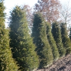 Lebensbaum Frieslandia / Thuja occ. Frieslandia