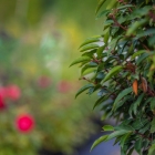 Portugiesische Lorbeerkirsche / Prunus lusitanica Angustifolia