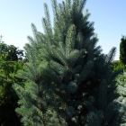 Blaue S&auml;ulen-Stechfichte / Picea pungens Iseli Fastigiata