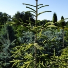 Orientalische Goldfichte / Picea orientalis Aurea