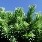 Blaue Zwerg-L&auml;rche / Larix kaempferi Blue Dwarf