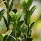 Japanische S&auml;ulen-Stechpalme / Ilex crenata Fastigiata