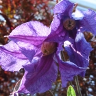 Alpenwaldrebe / Clematis alpina