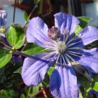 Gro&szlig;blumige Waldrebe / Clematis Hybride in Sorten