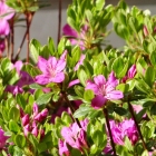 Fr&uuml;he Alpenrose / Rhododendron praecox