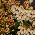 Schattengl&ouml;ckchen / Pieris in Sorten