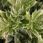 Buntlaubiges Schattengl&ouml;ckchen / Pieris jap. Littel Heath