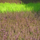Sommerheide / Calluna vulgaris in Sorten ab September