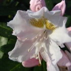 Alpenrose / Rhododendron Hybride wei&szlig;