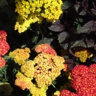 Schafgarbe / Achillea millefolium Summer-Fruits-Carmine