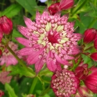 Sterndolde / Astrantia-Star-of-Beauty