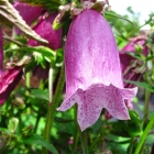 Punktierte Glockenblume / Campanula punctata Beetroot