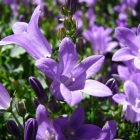 Sternglockenblume / Campanula portenschlagiana