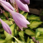 Schattenfunkie / Hosta in Sorten