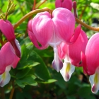 Tr&auml;nendes Herz / Dicentra spectabilis