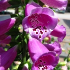 Fingerhut / Digitalis purpurea