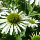 Scheinsonnenhut / Echinacea purpurea Alba
